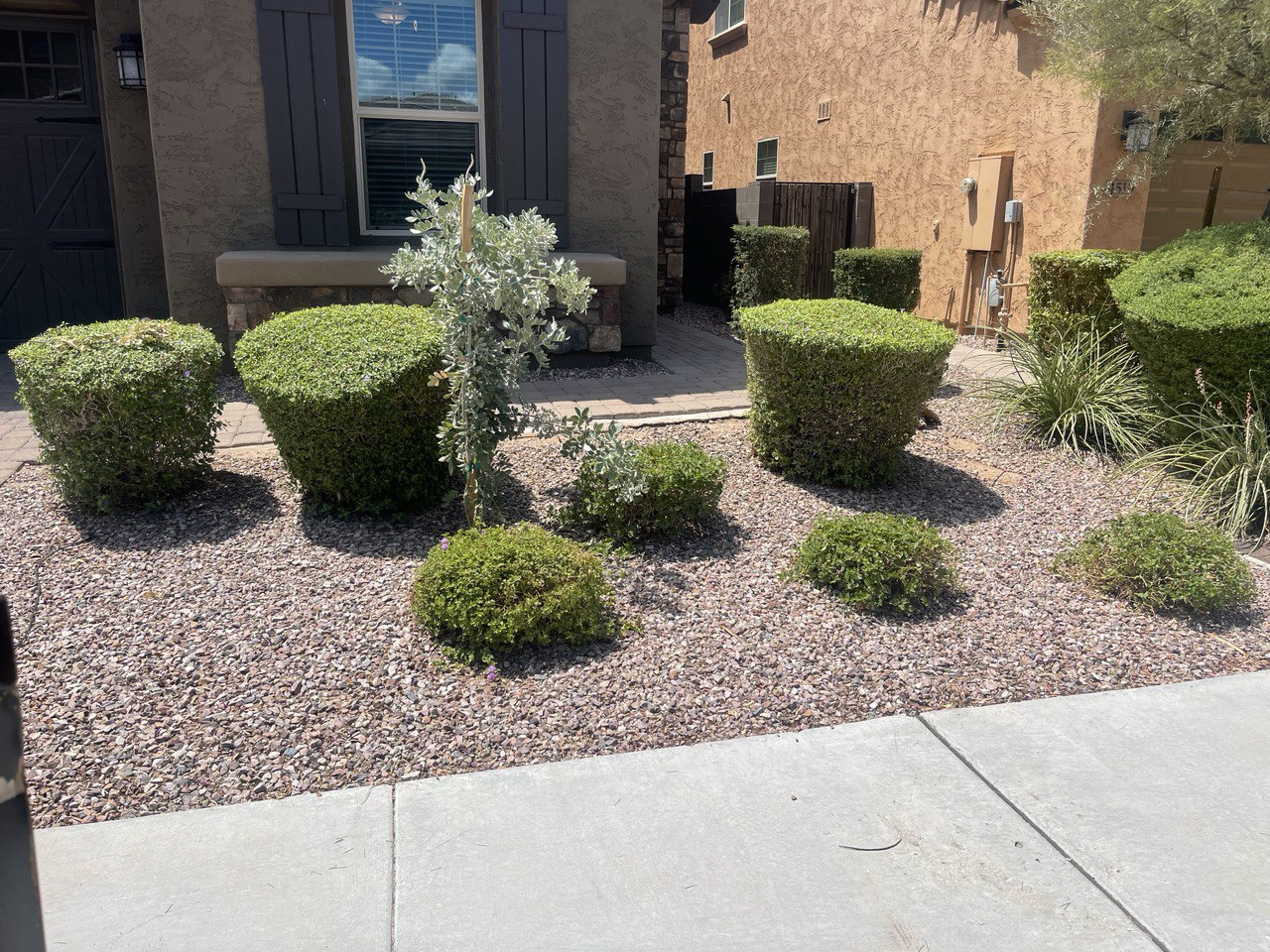 Front yard planting bed of red gravel with clipped round shrubs and a paver walkway along the sidewalk, before the landscape rebuild.