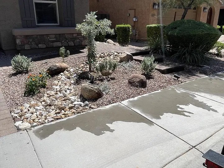 A xeriscaped garden with rocks, shrubs, and a small tree, next to a wet sidewalk and a house exterior.