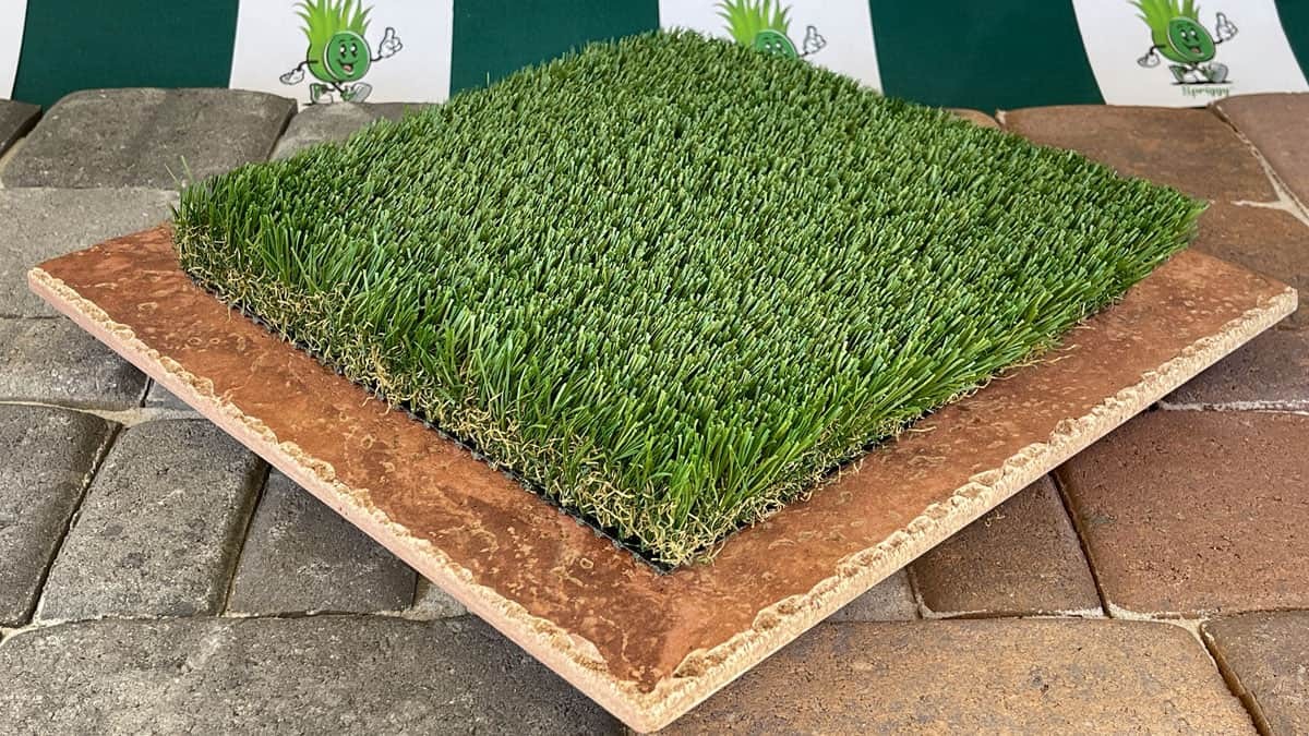 Fescue 105